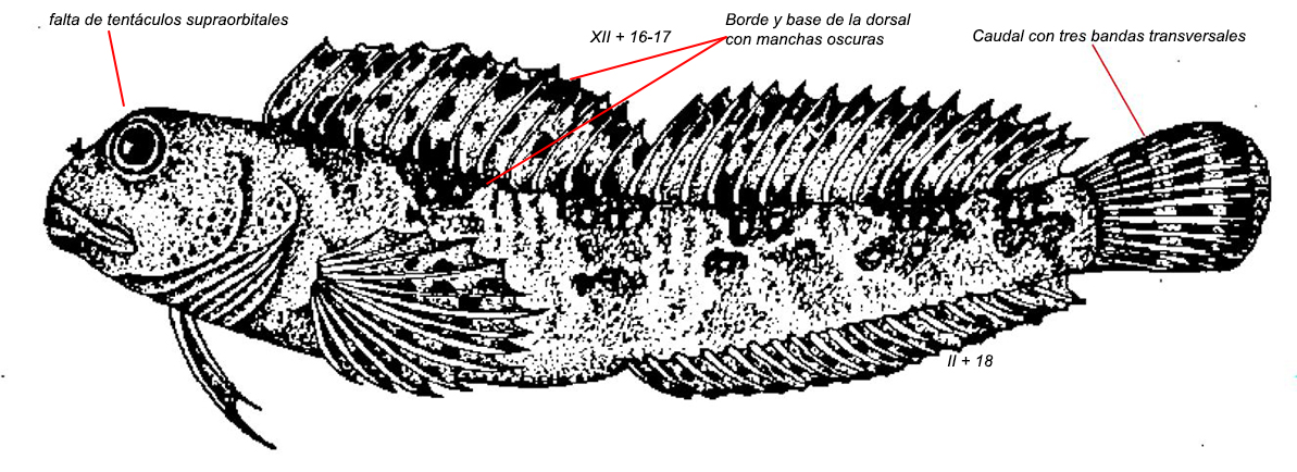 Lipophrys trigloides_01
